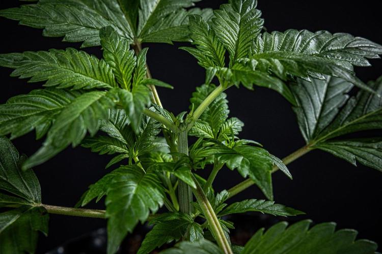 Strawberry Gorilla Auto RF3 Fast Buds. Week 3 - Day 21