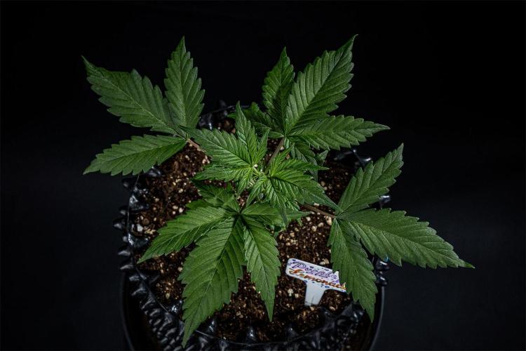 Purple Lemonade Auto RF3 Fast Buds. Week 3 - Day 21