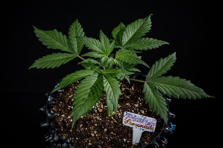 Purple Lemonade Auto RF3 Fast Buds. Week 3 - Day 21