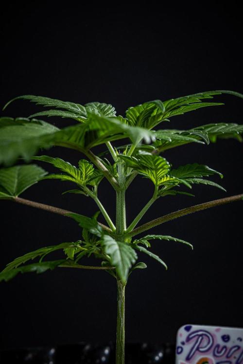 Purple Lemonade Auto RF3 Fast Buds. Week 3 - Day 21