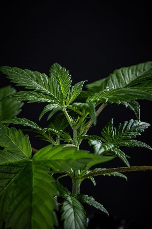 Purple Lemonade Auto RF3. Week 3