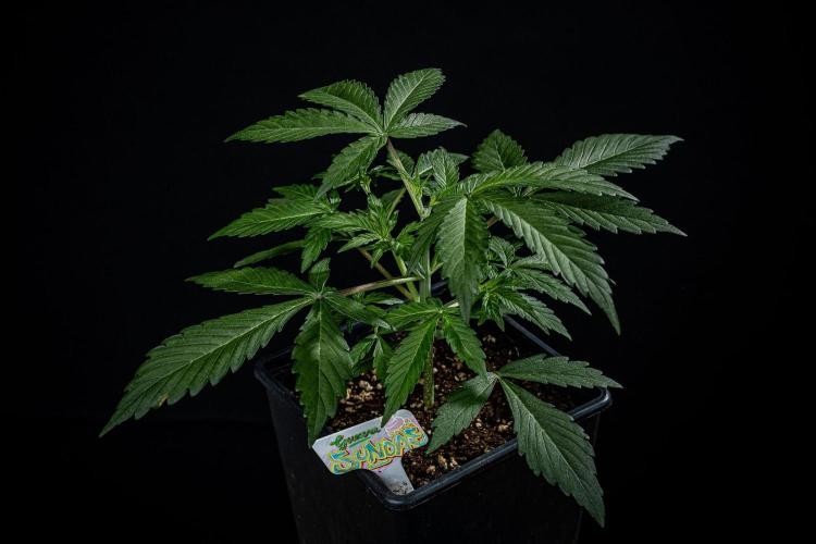 Guava Sundae Auto Fast Buds. Week 3 - Day 21