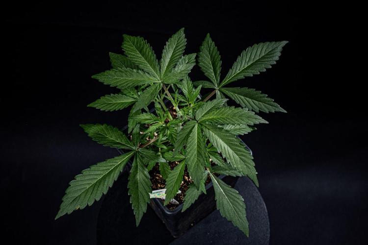 Guava Sundae Auto Fast Buds. Week 3 - Day 21