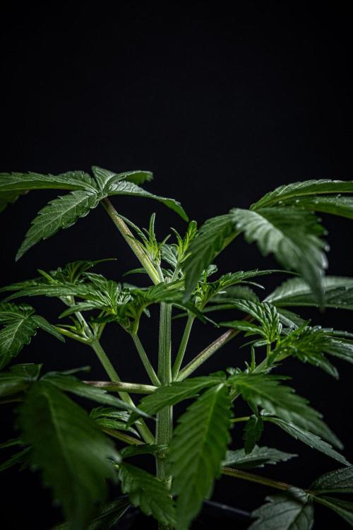 Guava Sundae Auto. Week 3