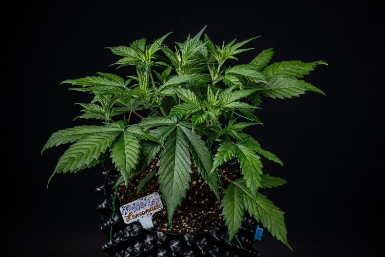 Purple Lemonade Auto RF3 Fast Buds. Week 4 - Day 28