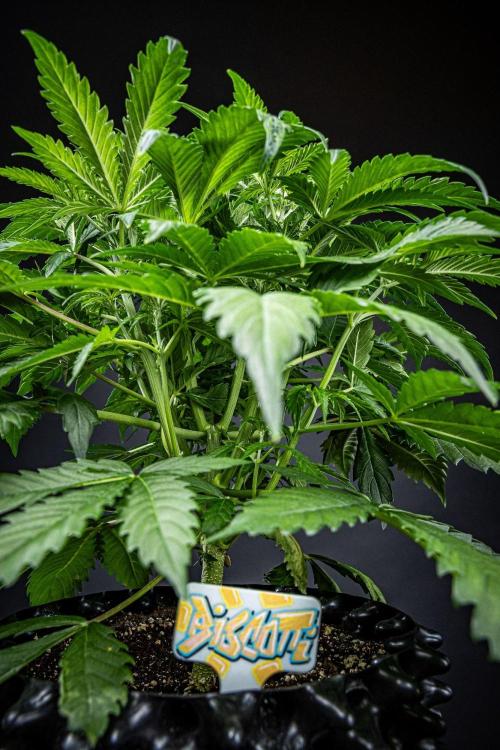 Biscotti Auto Green House Seed Co.. Week 5 - Day 35