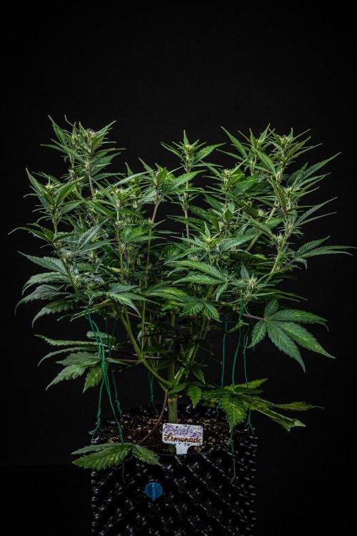 Purple Lemonade Auto RF3 Fast Buds. Week 6 - Day 42