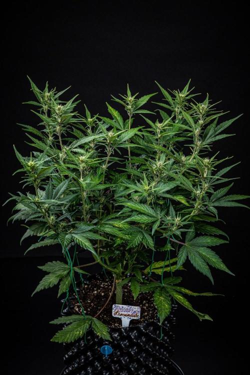 Purple Lemonade Auto RF3 Fast Buds. Week 6 - Day 42