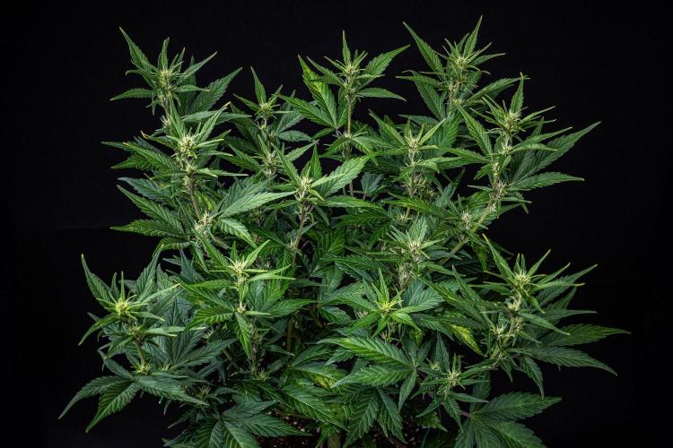 Purple Lemonade Auto RF3 Fast Buds. Week 6 - Day 42