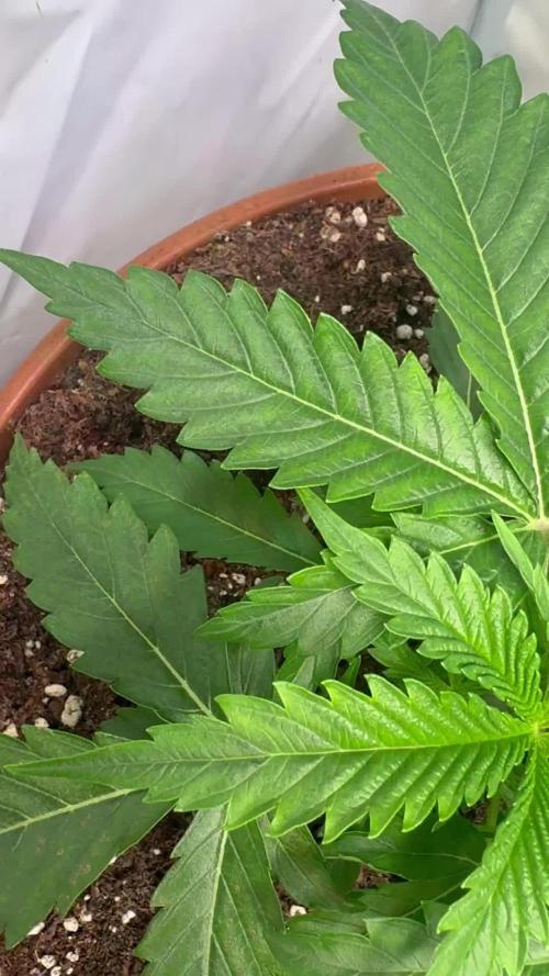 Morello Cherries Auto