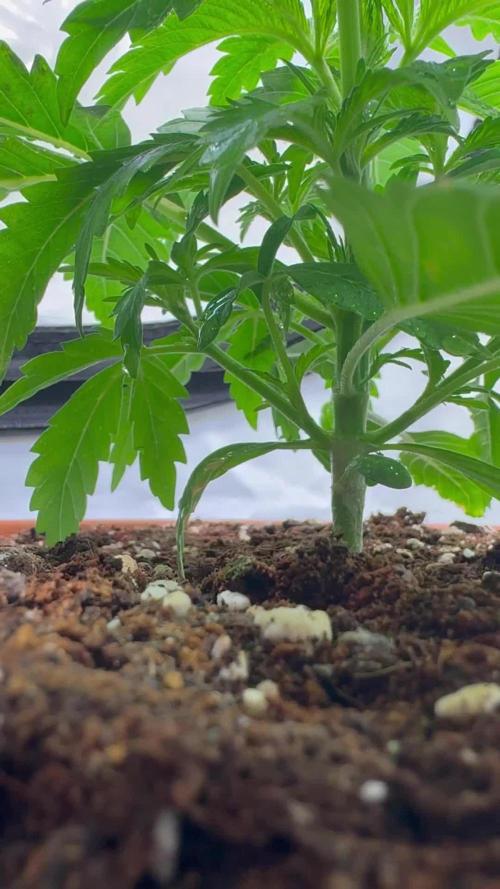 Morello Cherries Auto