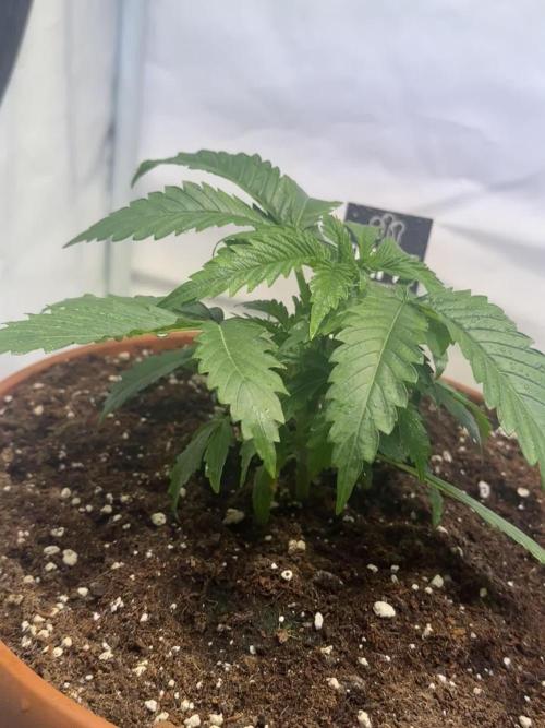 Morello Cherries Auto
