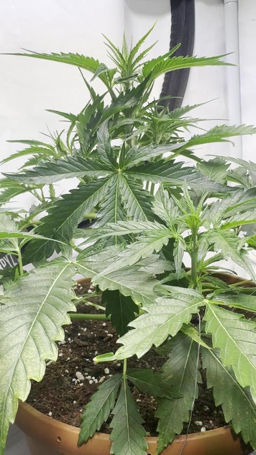 Morello Cherries Auto