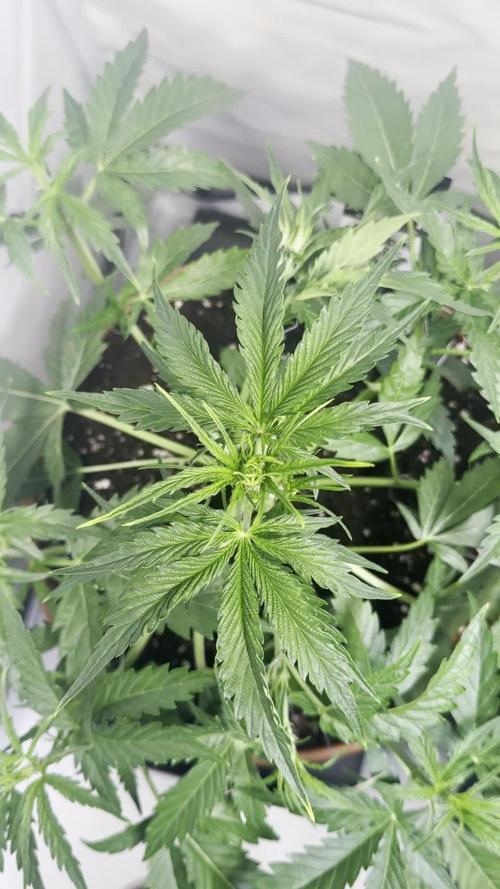 Morello Cherries Auto