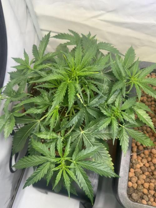 Morello Cherries Auto