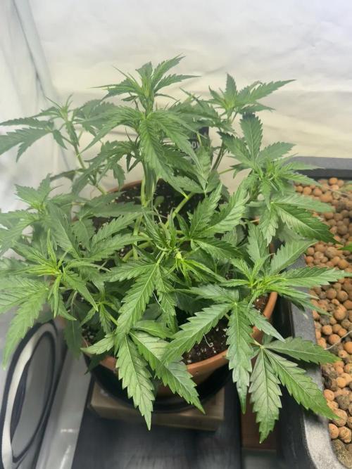 Morello Cherries Auto