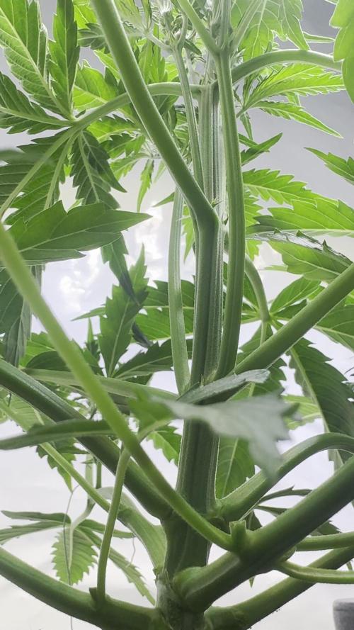 Morello Cherries Auto