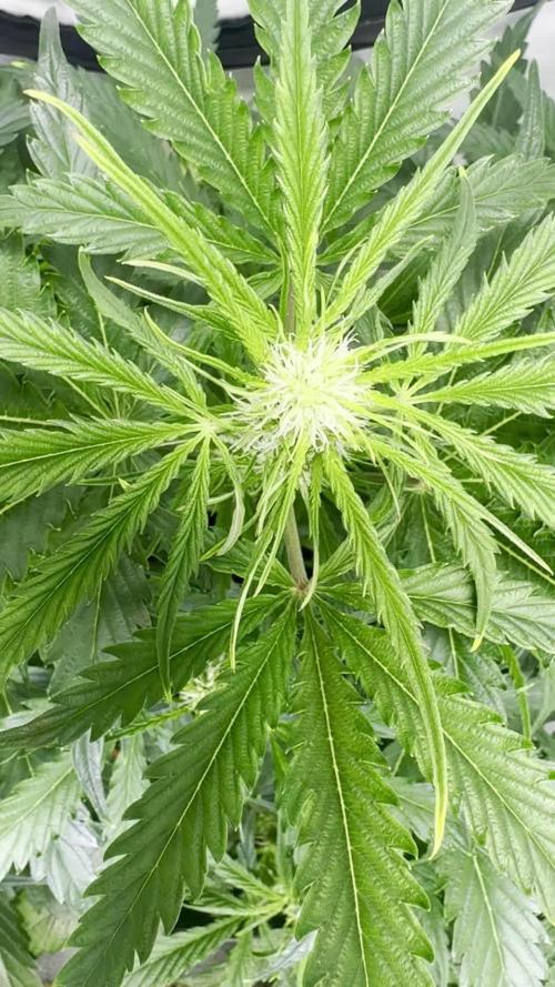 Morello Cherries Auto