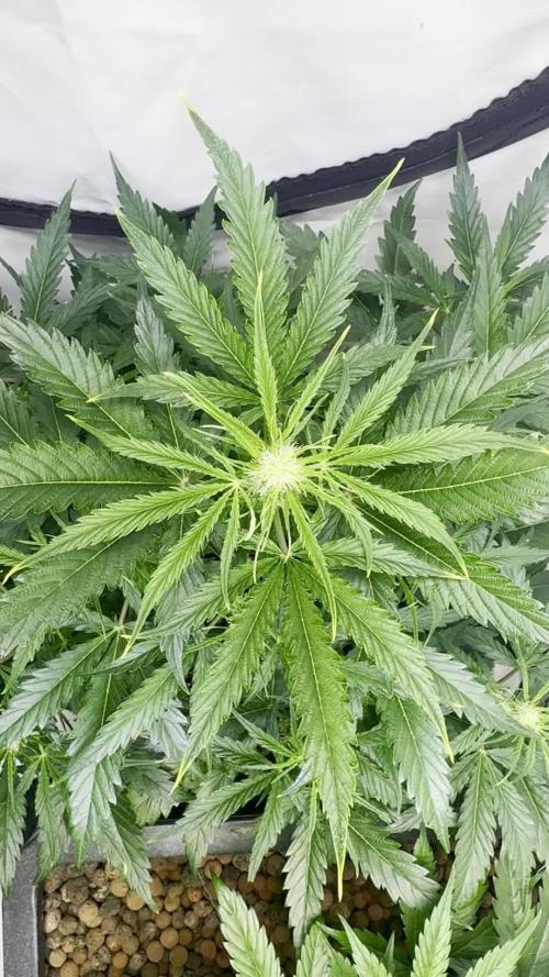 Morello Cherries Auto