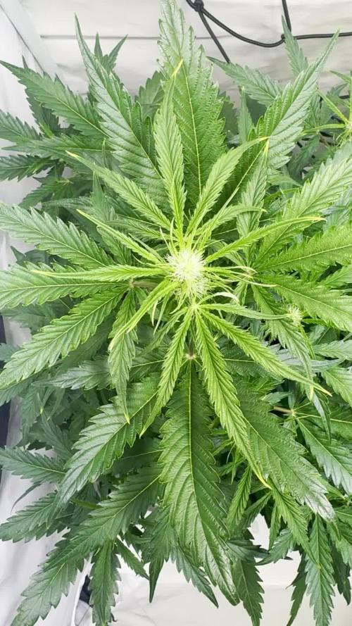 Morello Cherries Auto