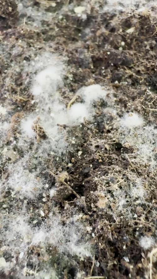 Morello Cherries Auto