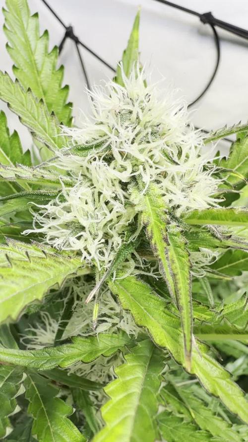 Morello Cherries Auto