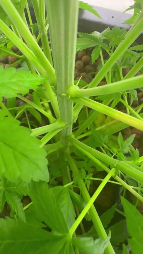 Afghan Kosher Fem