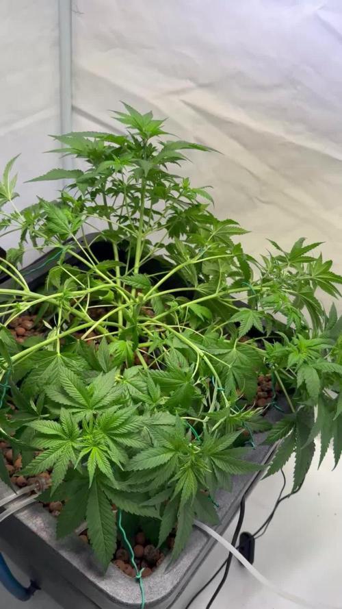 Afghan Kosher Fem