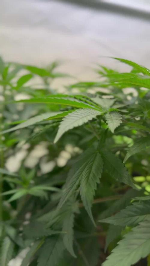 Afghan Kosher Fem