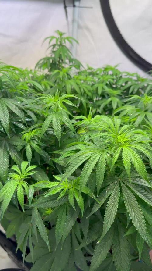 Afghan Kosher Fem