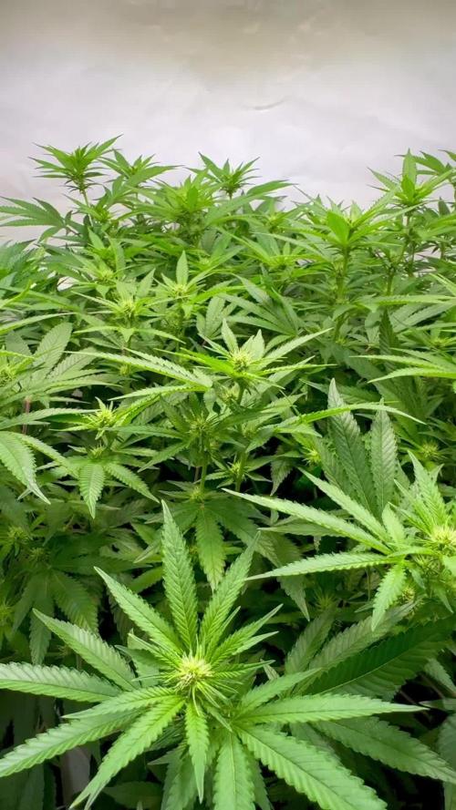 Afghan Kosher Fem