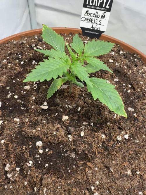 Morello Cherries Auto