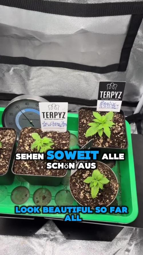 Terpyz-Mutants-Genetics
