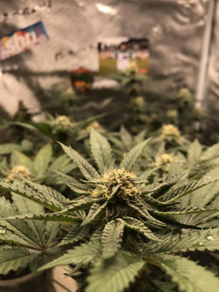 Flower Time for CookieGelato. Week 4 - Cookie 🍪 Monster