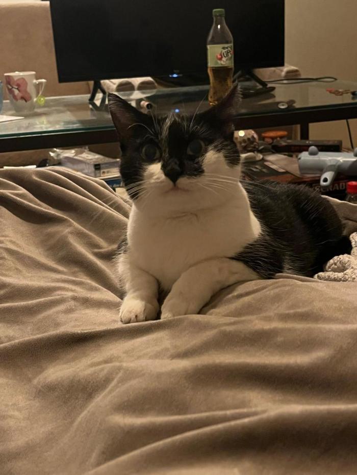 Failed: 0-Euro-Herbst-Grow Do-Si-Dos. Week 9