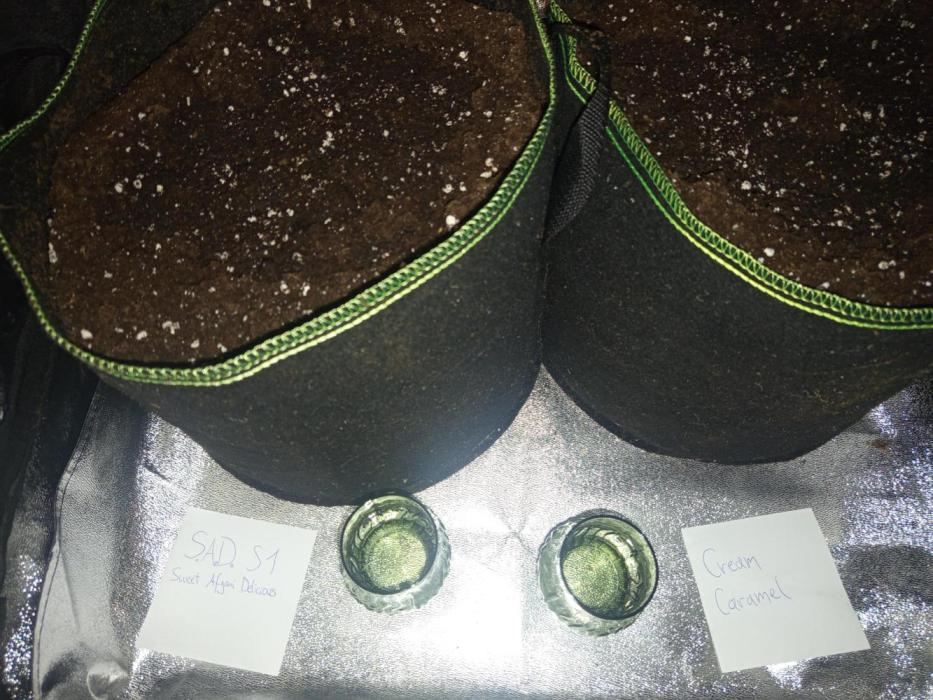 Dominastammbaum. Week 0