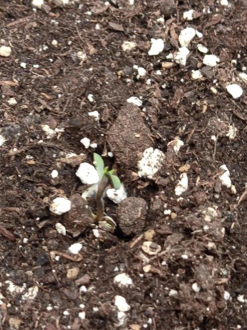 Dominastammbaum. Week 1 - S.A.D 