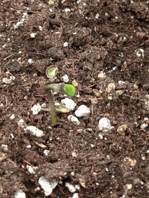 Dominastammbaum. Week 1 - Cream Caramel