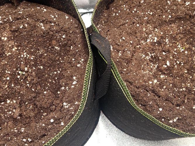 Dominastammbaum. Week 1 - Sie sind so klein 😊