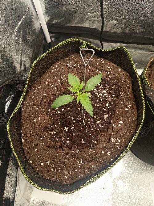 Dominastammbaum. Week 2 - SAD S1