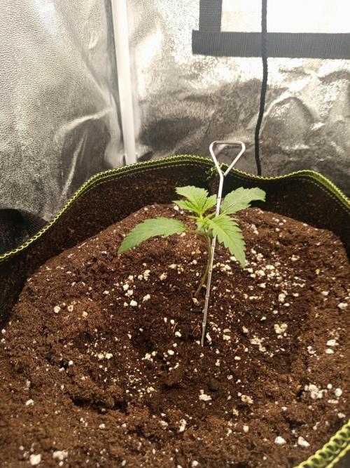 Dominastammbaum. Week 2 - SAD S1