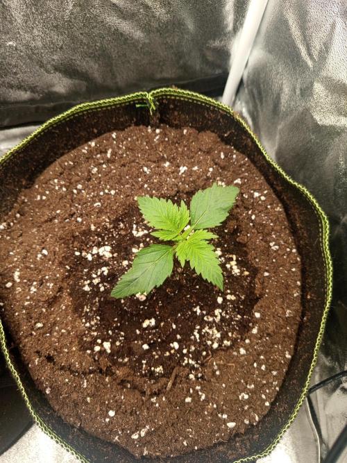 Dominastammbaum. Week 2 - Cream Caramel 