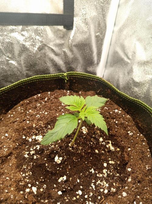 Dominastammbaum. Week 2 - Cream Caramel 