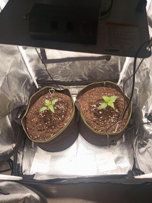 Dominastammbaum. Week 2 - Pärchen-Foto 