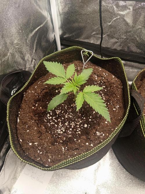 Dominastammbaum. Week 3