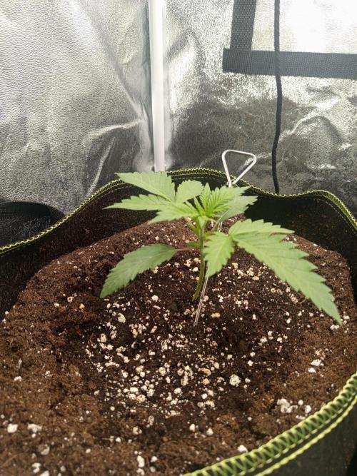 Dominastammbaum. Week 3