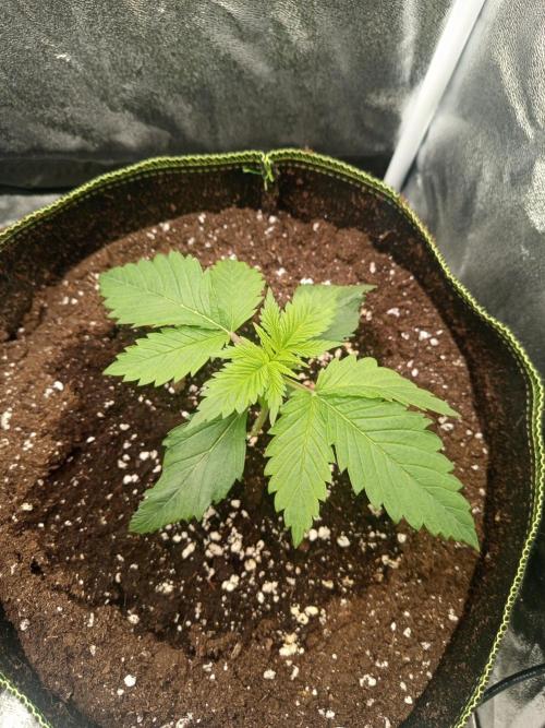 Dominastammbaum. Week 3