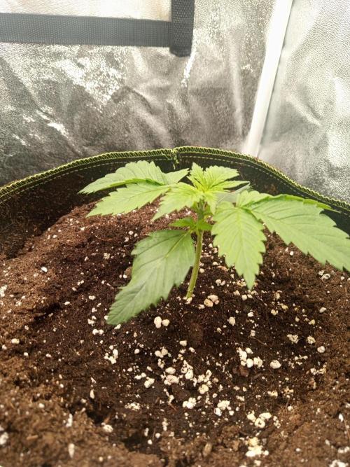 Dominastammbaum. Week 3