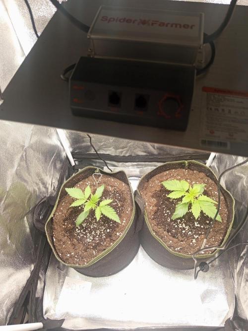 Dominastammbaum. Week 3