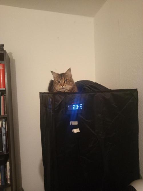 Dominastammbaum. Week 3